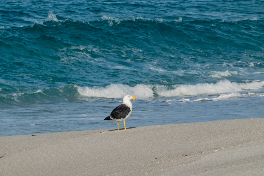 Eine einsame Möwe am Strand. Es ist Mittag und die Flut kommt herein