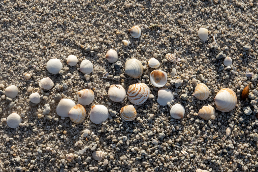Ma's Strandgut. Kleine Muscheln sind immer zu finden.