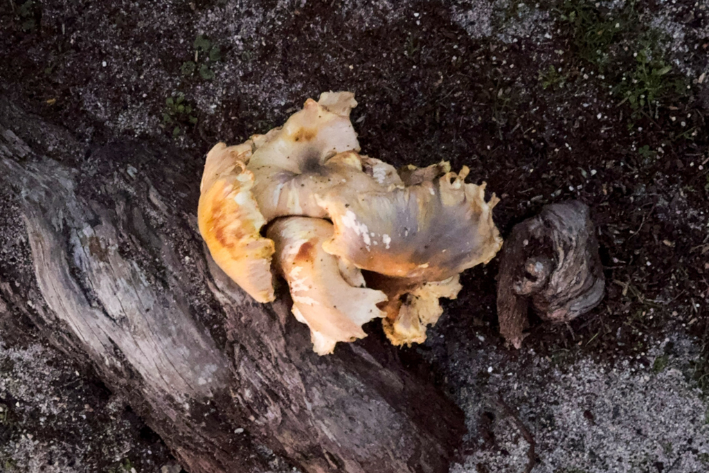 So sehen die Geisterpilze bei Tageslicht aus; nachts fluoreszieren sie ganz leicht