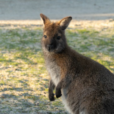 Mount William Nationalpark