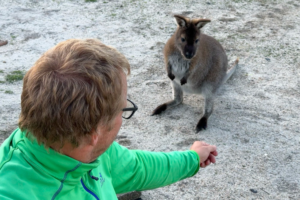 Das kleine Rotnacken-Wallaby ist sehr zutraulich: Es frisst Jo fast aus der Hand