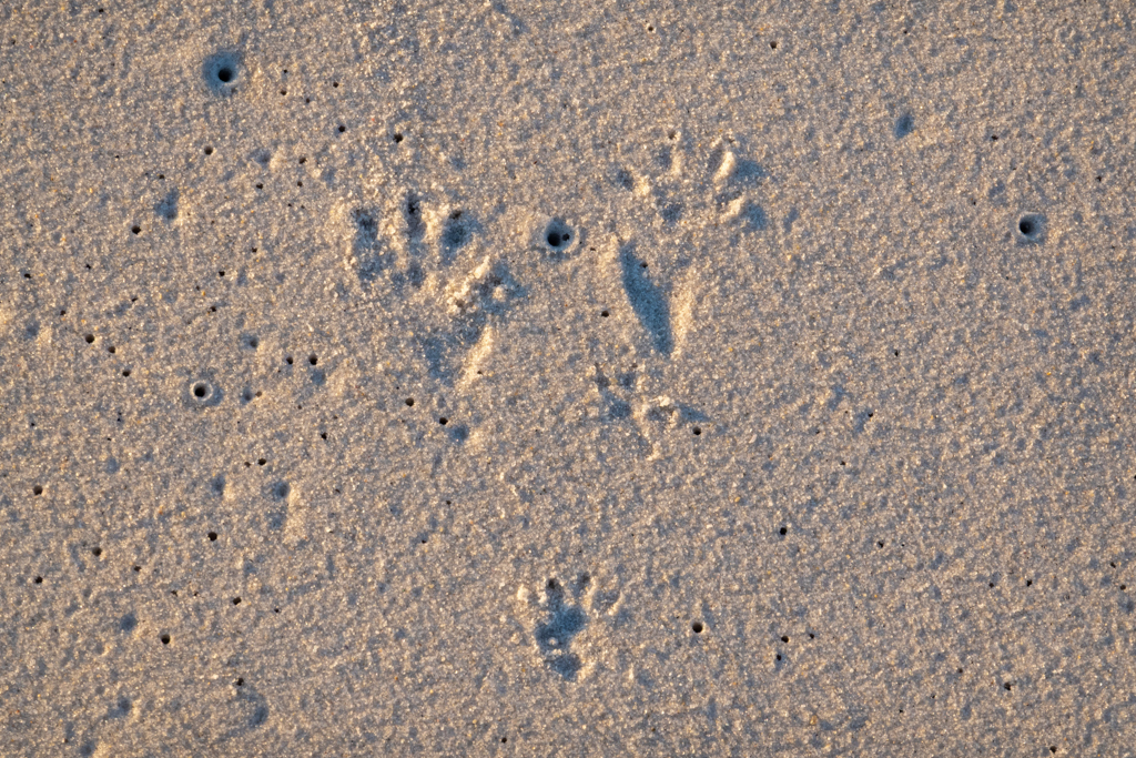 Tierspuren im Sand nach der Flut: Vielleicht war es ein Opossum? Oder irgend ein anderes dieser kleinen Mini-Beuteltiere?