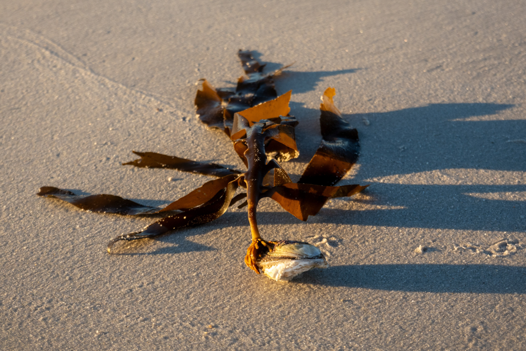 Kelp hat sich an einer Austernmuschel festgesetzt und die Flut hat das Ganze an Land gespült