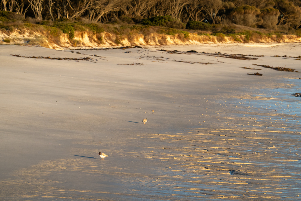 Drei kleine Strand-Vögelchen suchen bei Ebbe den Strand nach Nahrung ab...