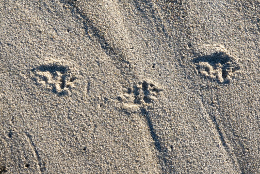 Tierspuren im Sand nach der Flut