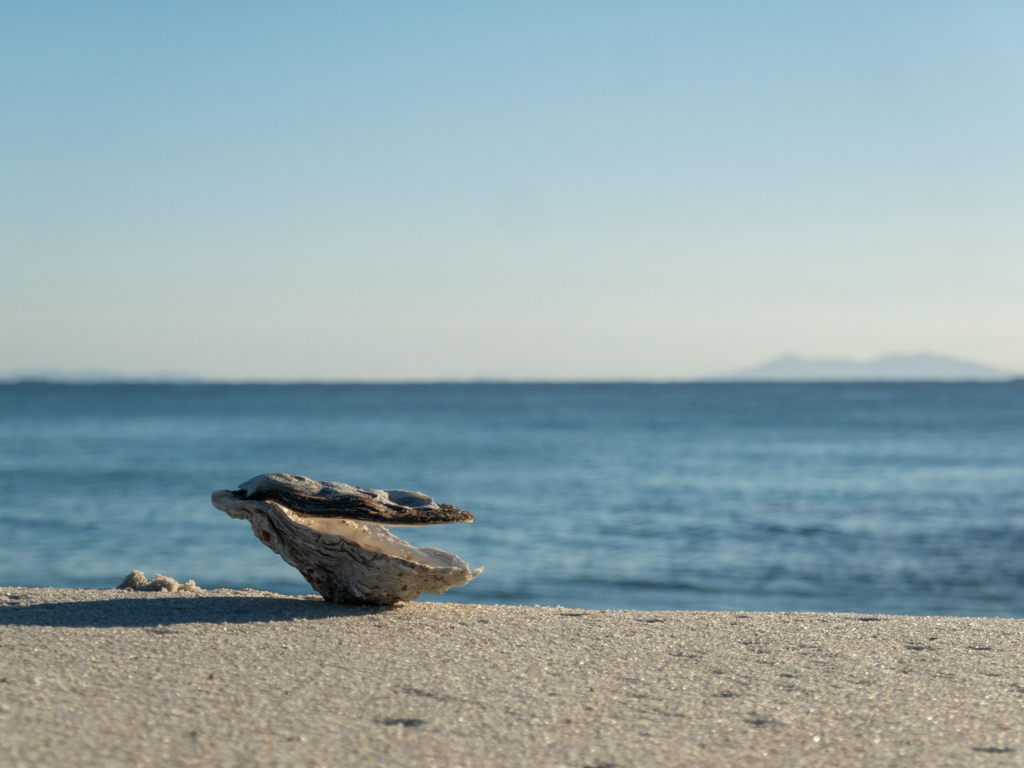 Eine leere Austernmuschel "posiert" am Strand bei der Stumpys Bay 3 im Mt. Williams N.P.