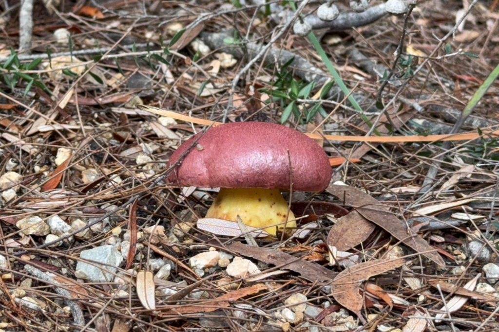 Bolletellus obsurecoccineus - rhubarb bolete