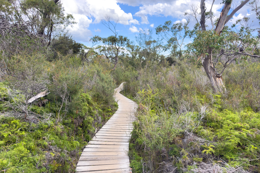 Wir überqueren die Landenge zur Hazard Bay teilweise auf einem hölzernen Wanderweg