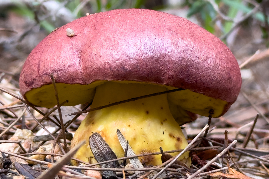 Bolletellus obsurecoccineus - rhubarb bolete