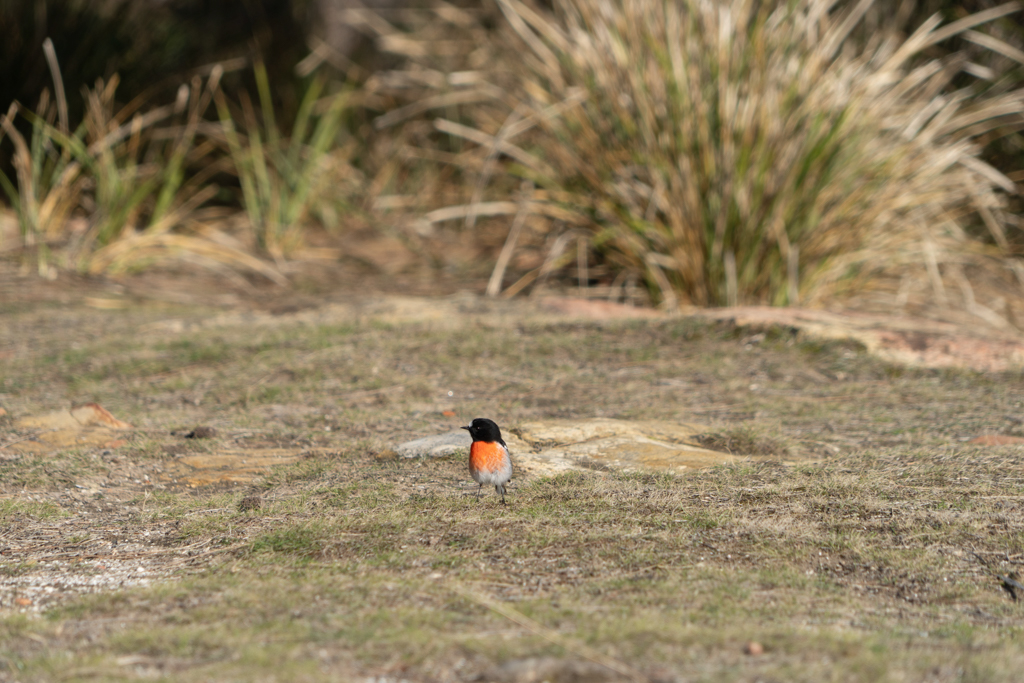 Scharlachschnäpper, Scarlet Robin - Petroica boodang - Männchen mit rot leuchtender Brust