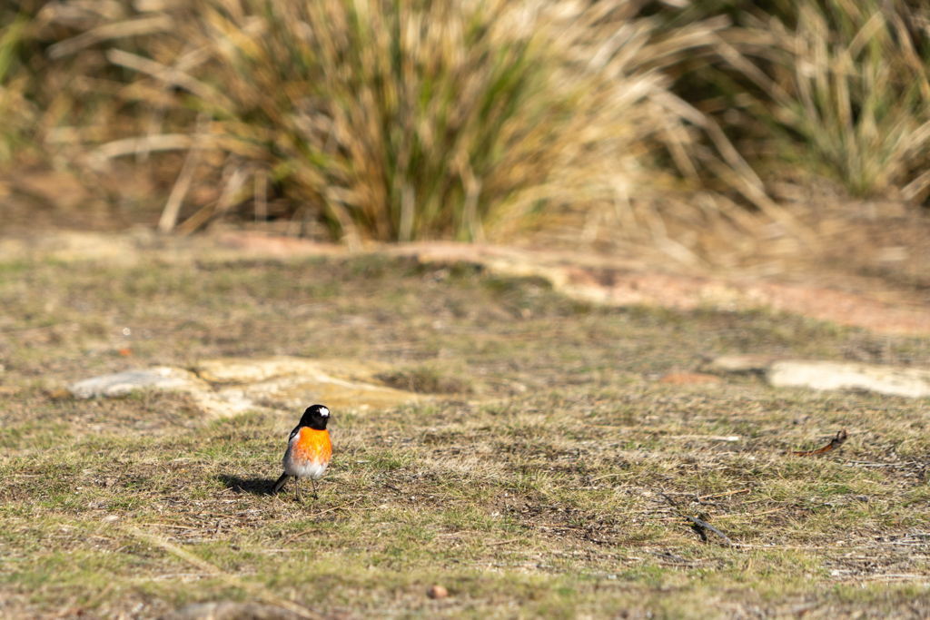 Scharlachschnäpper, Scarlet Robin - Petroica boodang - Männchen mit rot leuchtender Brust