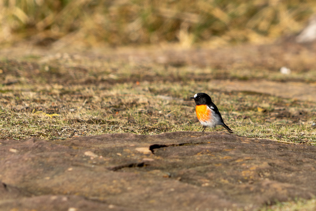 Scharlachschnäpper, Scarlet Robin - Petroica boodang - Männchen mit rot leuchtender Brust