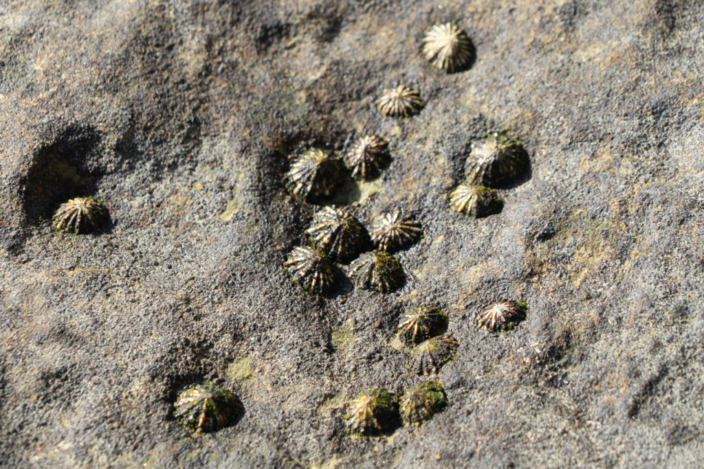 Siphonaria diemenensis - eine Art luftatmende Seeschnecke oder falsche Patella-Schnecke