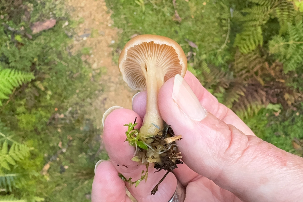 Singerocybe clitocyboides. Ein kleiner Pilz am Wegesrand. Essbar?