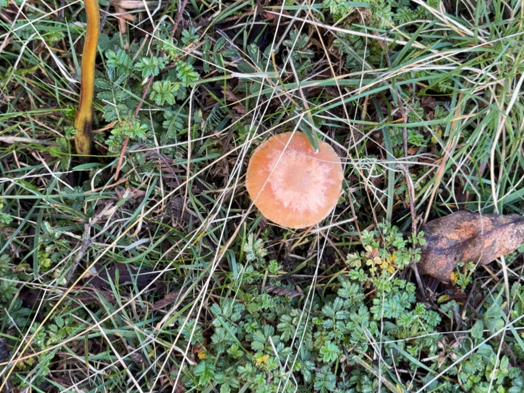Psilocybe subaeruginosa