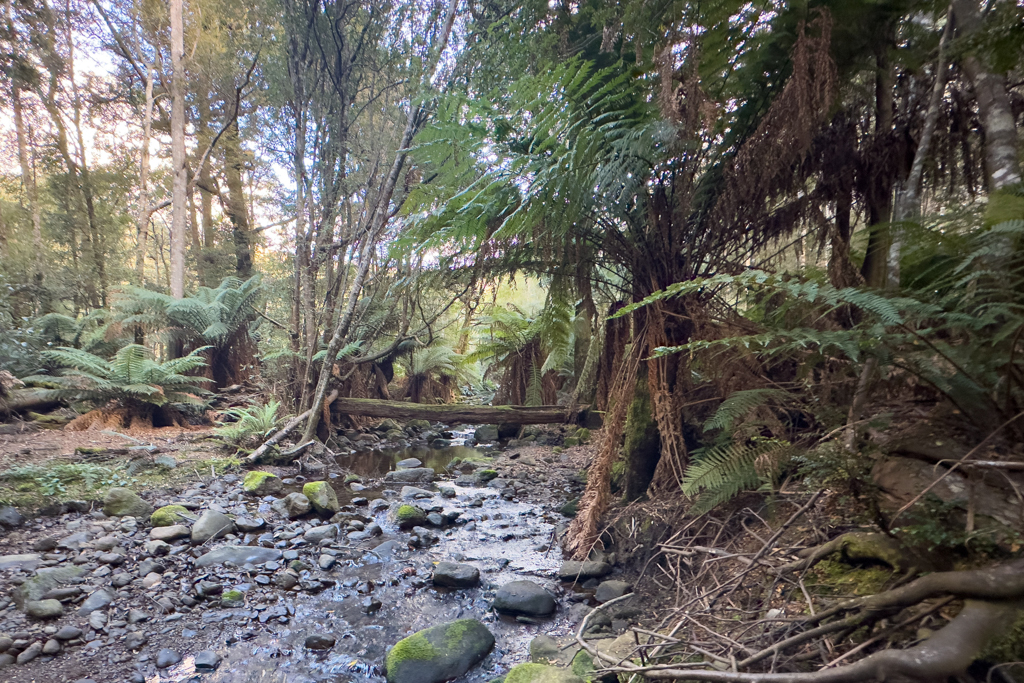 Der Liffey River ist hier eher ein kleiner Bach der sich durch die Landschaft schlängelt. Um uns herum ist alles saftig grün. Voller Farne und bemooster Bäume