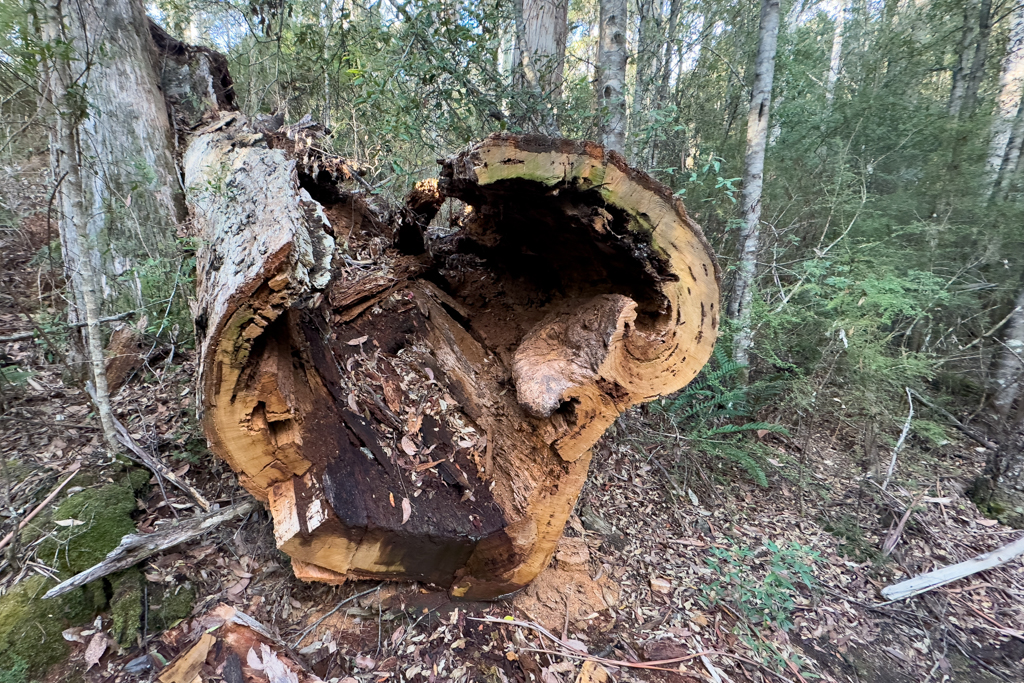 Ein alter grosser, morscher Eukalyptusbaum ist umgestürzt..