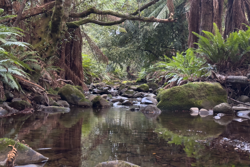Wie ein kleiner Bach fliesst der Liffey River durch den grünen feuchten Wald