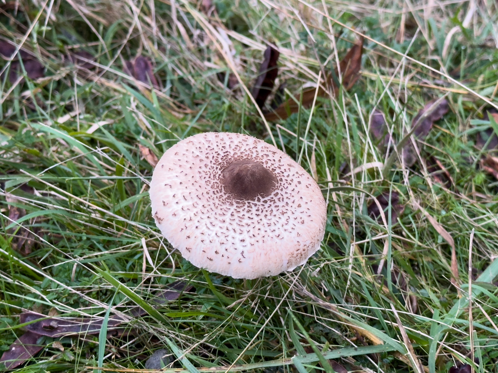 Lepiota brunneoincarnata- Fleischbräunlicher Schirmling. Giftig!