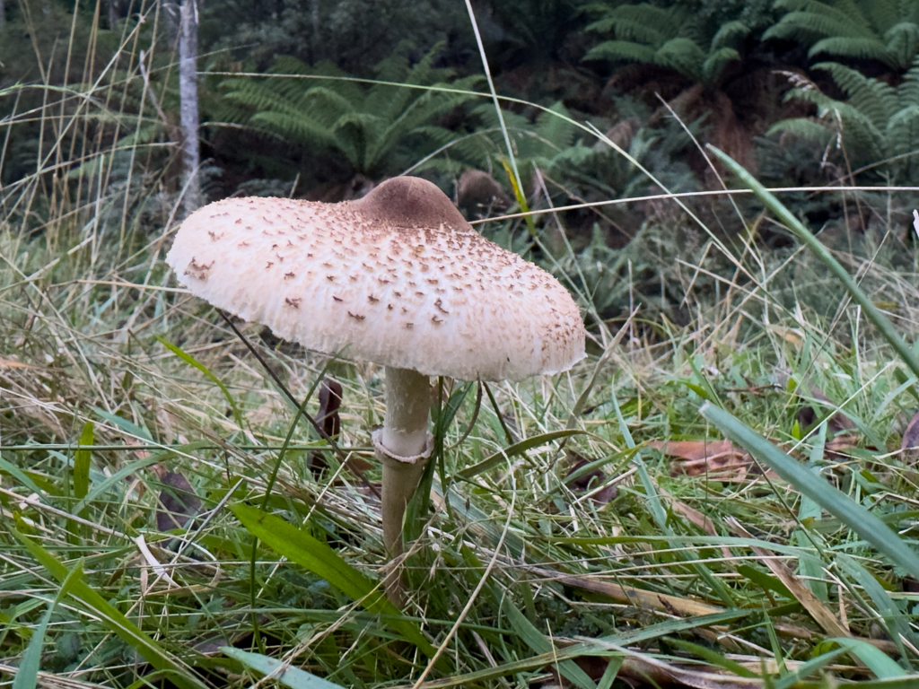 Lepiota brunneoincarnata- Fleischbräunlicher Schirmling. Giftig!