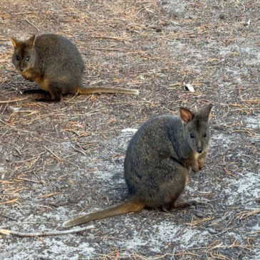 Narawntapu Nationalpark
