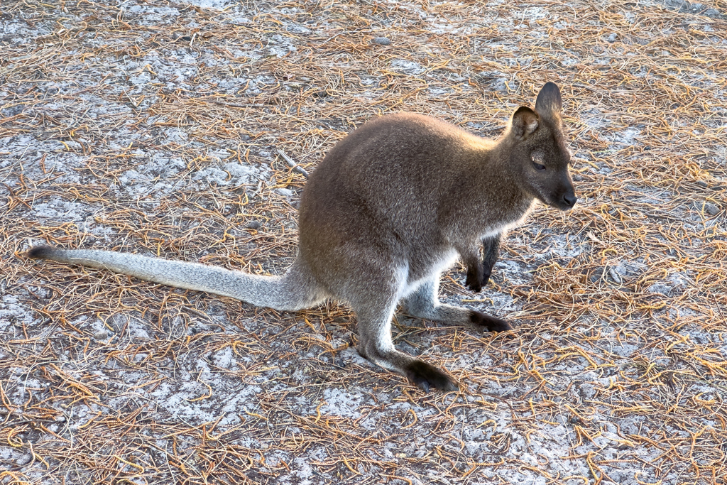 Rotnackenwallaby - Notamacropus rufogriseus