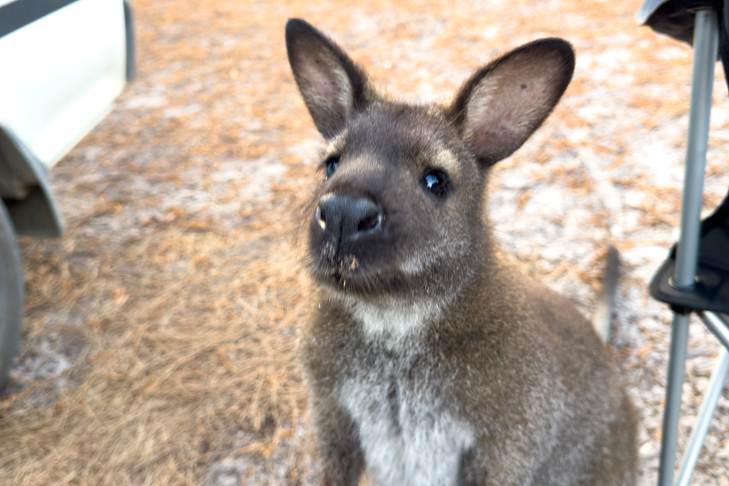Bettelndes Rotnackenwallaby - Notamacropus rufogriseus