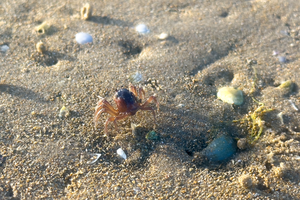 Mictyris platycheles - leben in grossen Gruppen und werden deshalb gemeinhin als Soldatenkrabben bezeichnet
