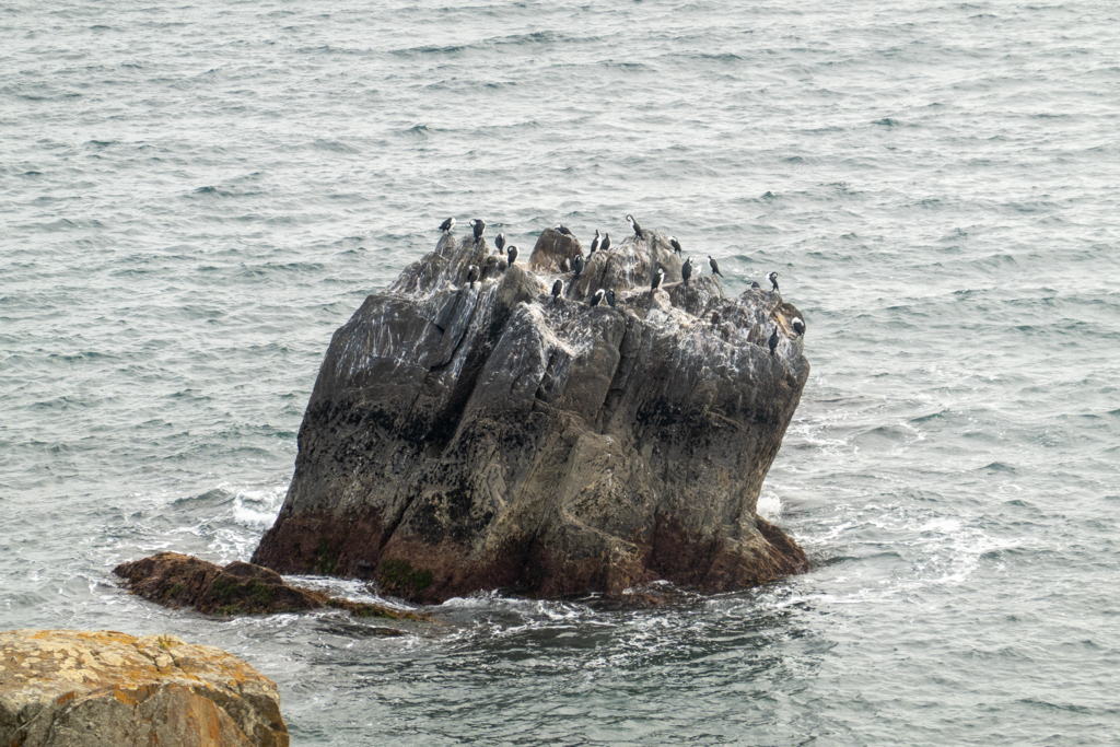 Kormorane haben sich diesen kleinen Felsen in der Bucht als Ruheort auserkoren