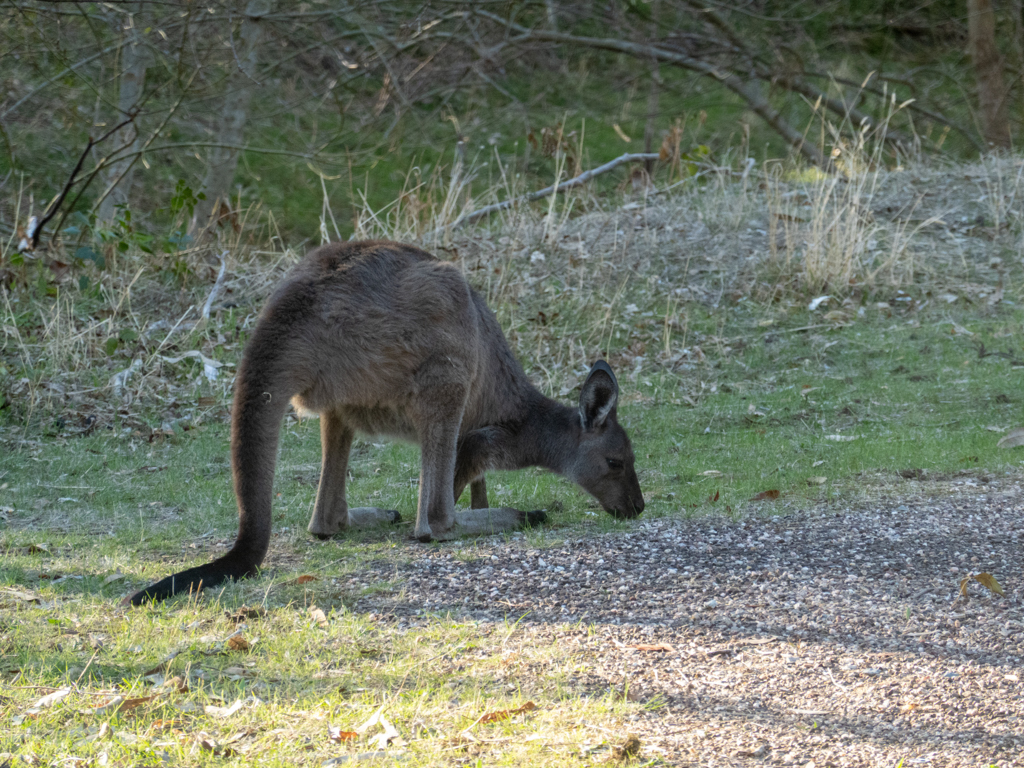 Belair Nationalpark: Auch hier sind die Kängurus gemütlich am fressen