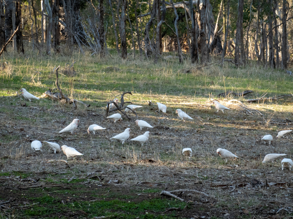 Eine ganze Schar Nasenkakadus - Cacatua tenuirostris