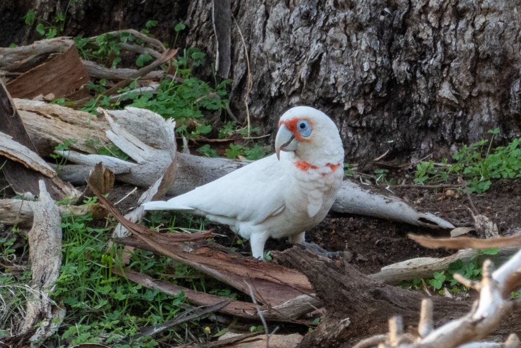 Ein Nasenkakadu - Cacatua tenuirostris