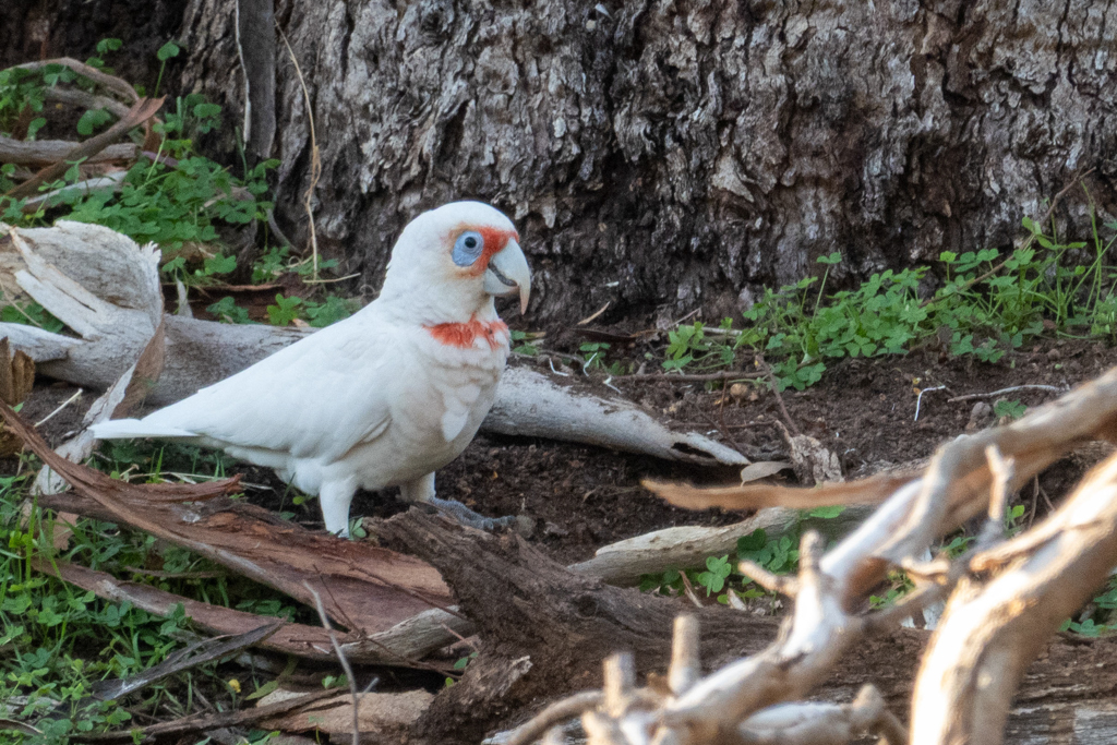 Ein Nasenkakadu - Cacatua tenuirostris