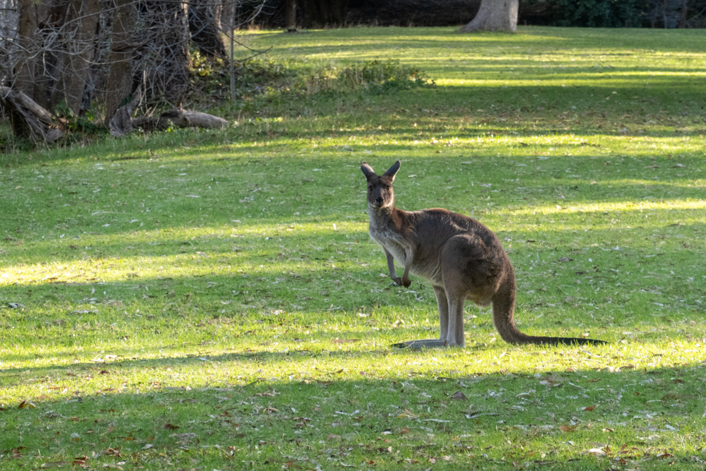 Eines der vielen Kängurus im Belair Nationalpark