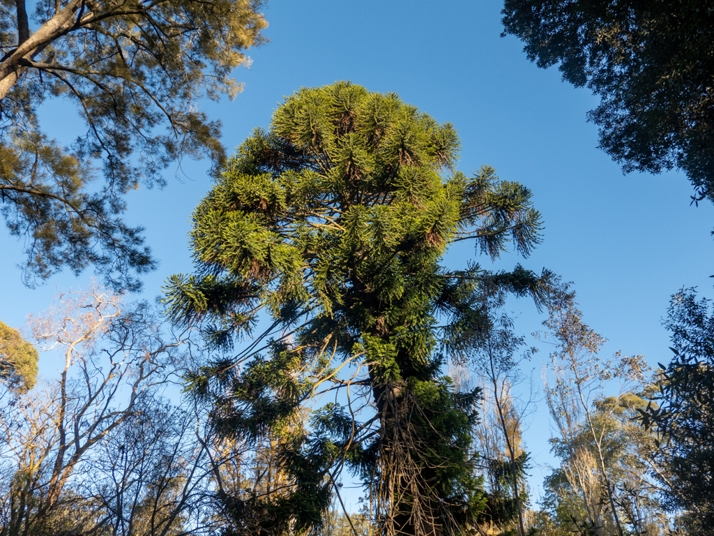 Eine alte Bekannte: Bunya Tree im Belair Nationalpark