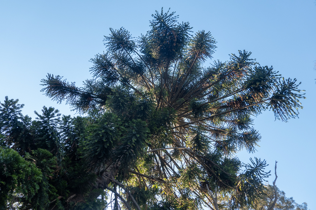 Eine alte Bekannte: Bunya Tree im Belair Nationalpark