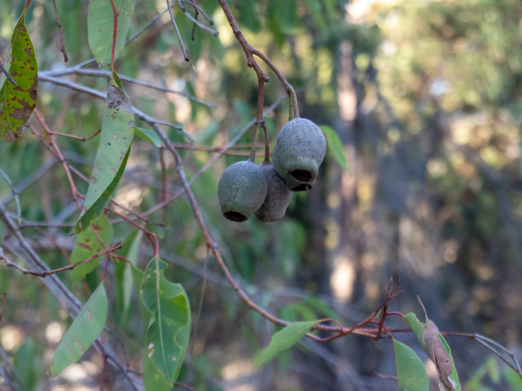 Corymbia calophylla - Marribaum, ein Myrthengewächs