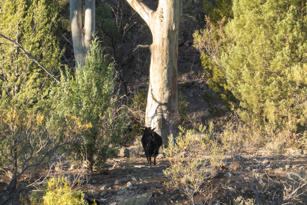 Ein paar wilde freilaufende schwarze Ziegen machen sich auf Futtersuche