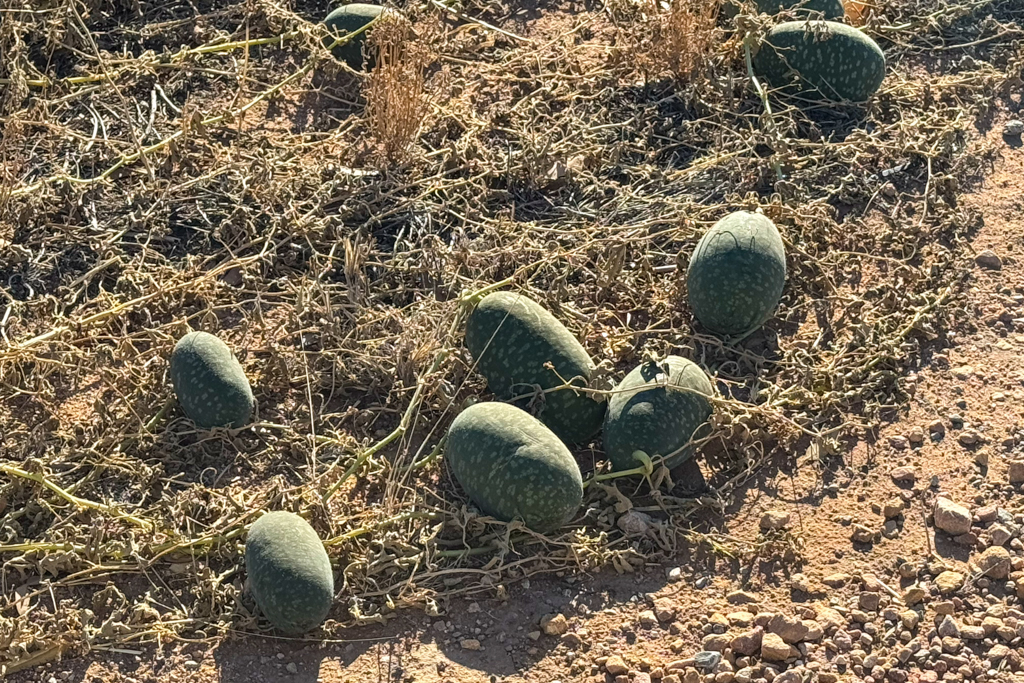 Wilde Koloquinten-Kürbisse am Strassenrand; sie können in South Australia zu einer Plage werden