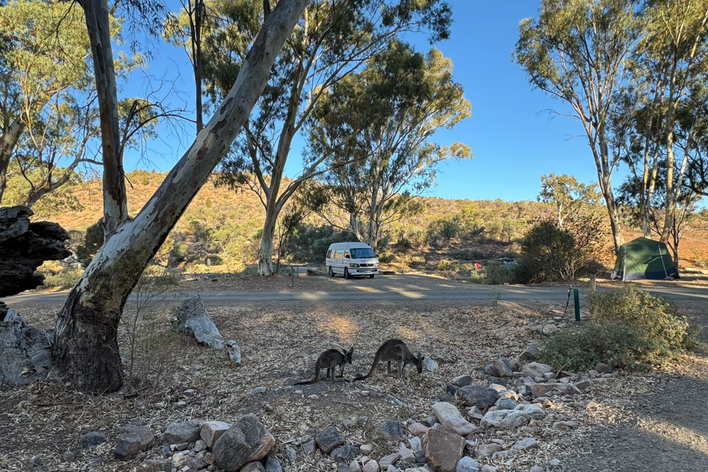 Unser Stellplatz unter grossen Eukalyptusbäumen im Mambray Creek Campground
