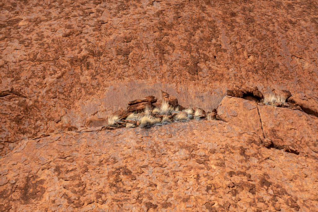 In den kleinen Spalten des Sandgesteins des Uluru fangen Gräser an zu wachsen