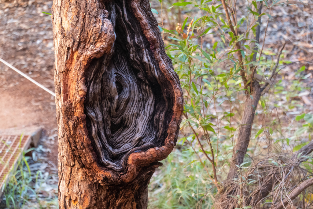 Ein abgebrochener Ast hat in diesem Baum eine tiefe Wunde hinterlassen