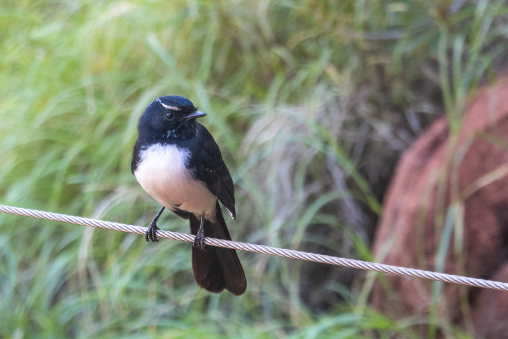 Ein Willie wagtail, zu deutsch ein Gartenfächerschwanz
