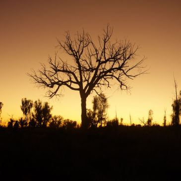 Sonnenaufgang am Uluru