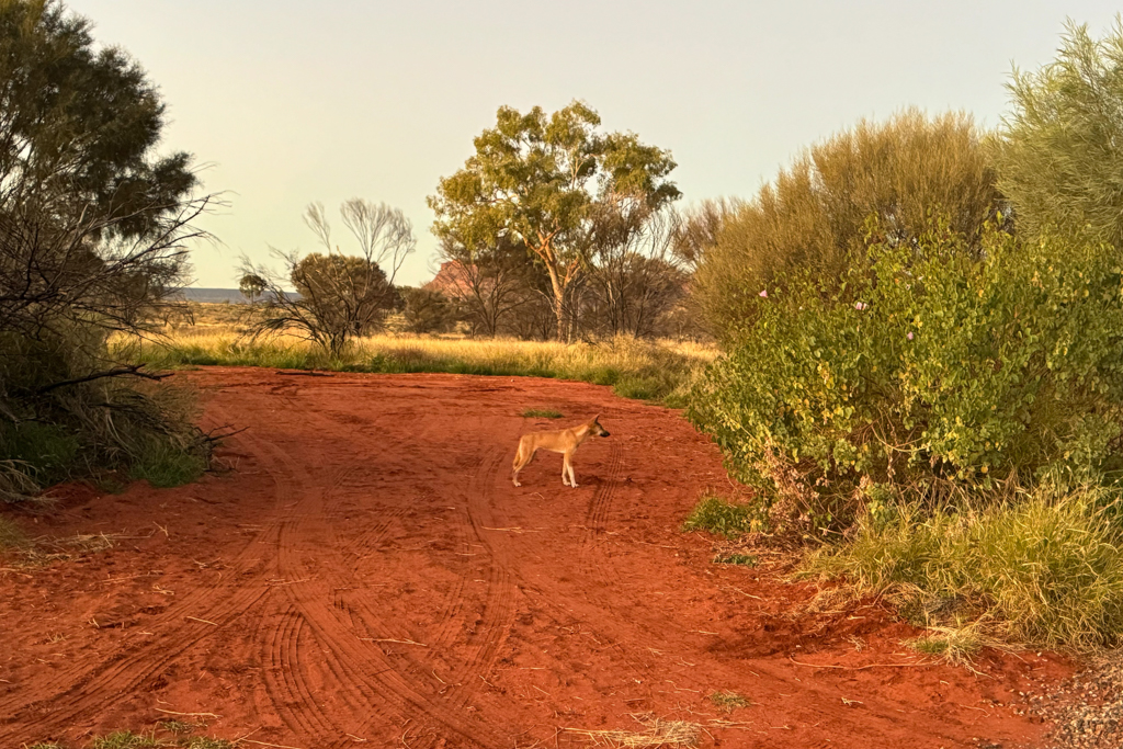 Am späteren Nami streicht ein Dingo erst durch und am Campground vorbei