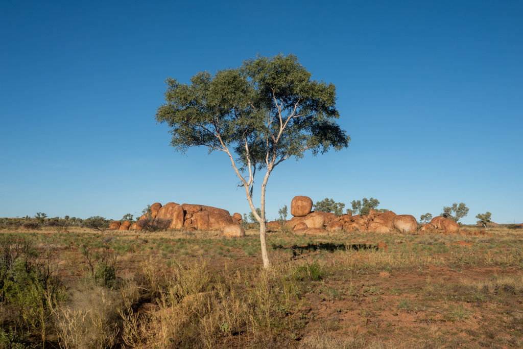Ein blühender Eukalyptusbaum bei den Devils Marbles