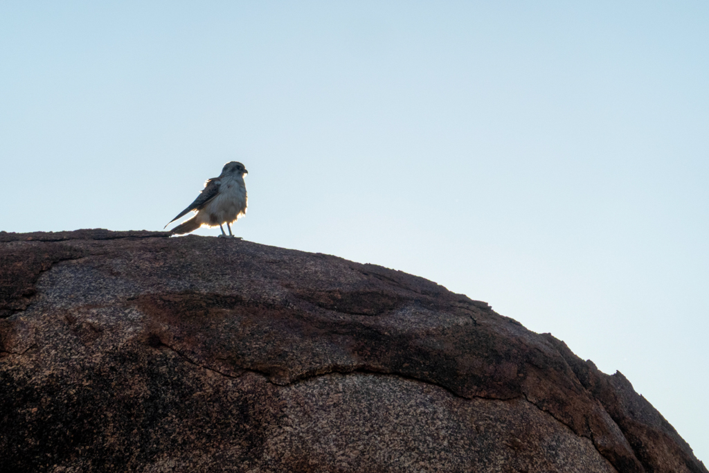 Ein kleiner Raubvogel spät im Abendlicht nach Beute aus