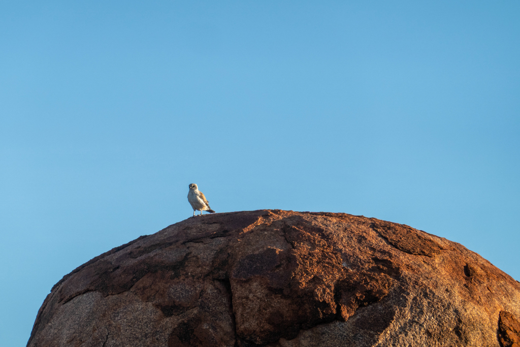 Ein kleiner Raubvogel spät im Abendlicht nach Beute aus
