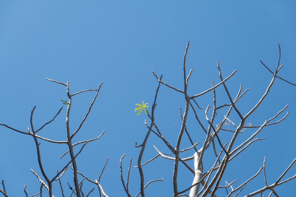 Eine einsame Blüte an einem sonst so kahlen Eukalyptus Baum