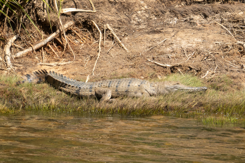 Ein erstes Freshwater Croc wird in der Sonne am Ufer gesichtet